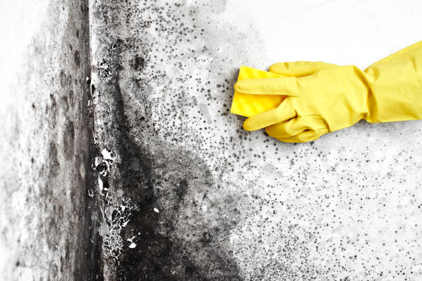 Professional Mold Removal in Wallenpaupack Lake Estates, PA