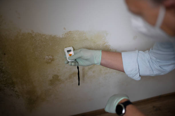 Best Fast Mold Removal  in Wallenuck Lake Estates, PA