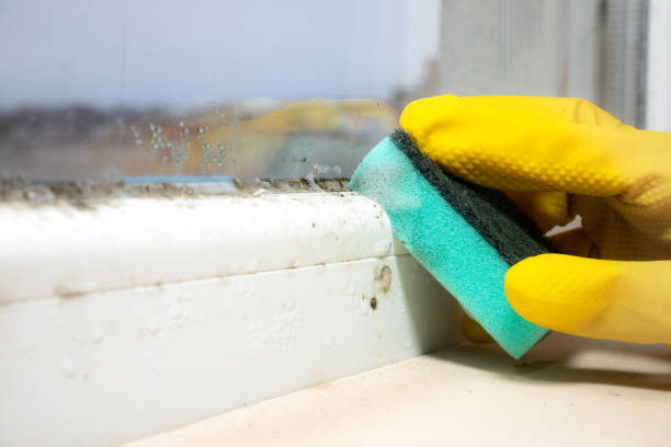 Best Black Mold Removal  in Wallenuck Lake Estates, PA