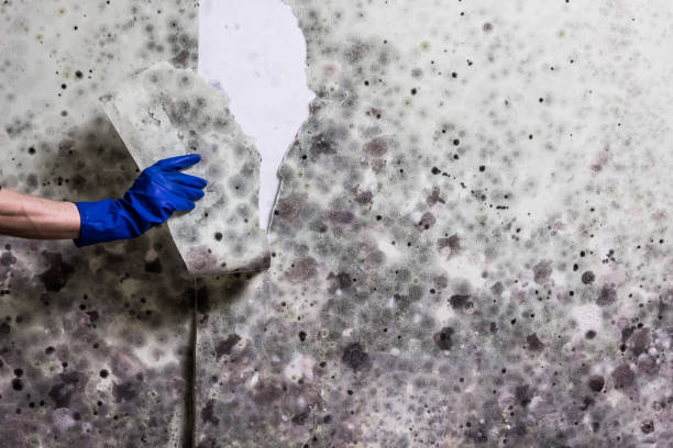 Best Best Mold Removal Companies  in Wallenuck Lake Estates, PA